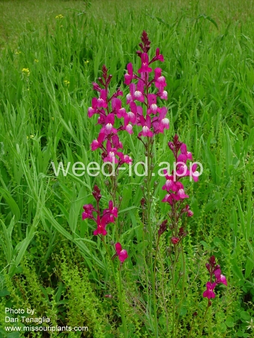 toadflax, Morocco